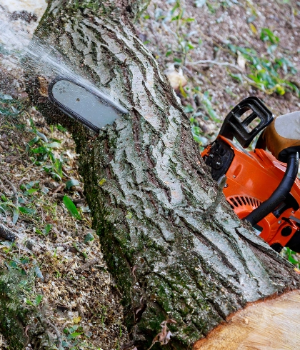 Expert Tree Care Services