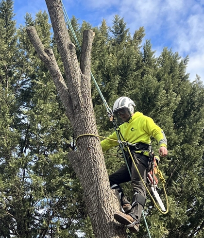 Safe & Strategic Tree Removal for Germantown Homeowners