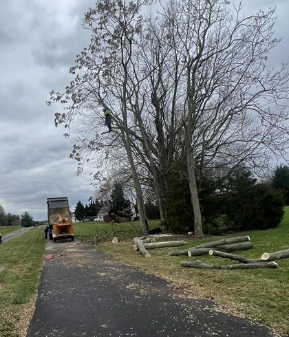 Tree Removal Expertise for Gettysburg Properties