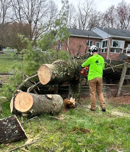Professional Tree Removal