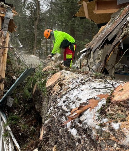 Professional and Precise Tree Removal Services in Mt. Airy, MD