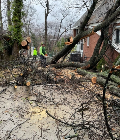 Tree Removal in Thurmont, MD