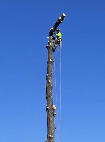 Tree Removal