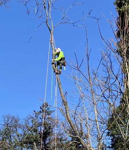 Safe and Efficient Tree Removal Services in Frederick, MD