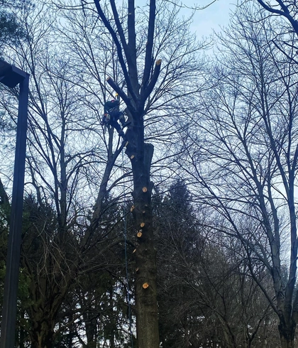 Professional Pruning and Trimming in Germantown, MD