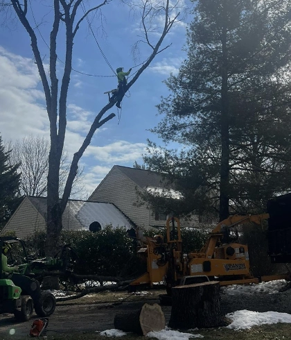 Tree Trimming and Pruning Services in Gettysburg