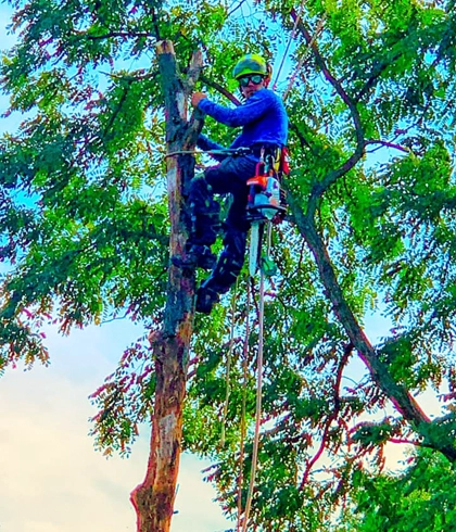 Expert Tree Trimming and Pruning Services