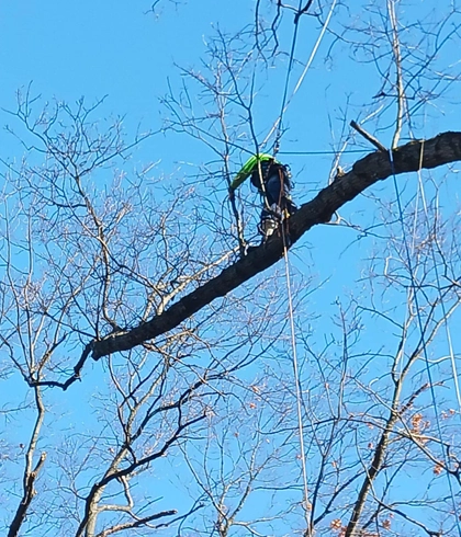 Expert Trimming & Pruning