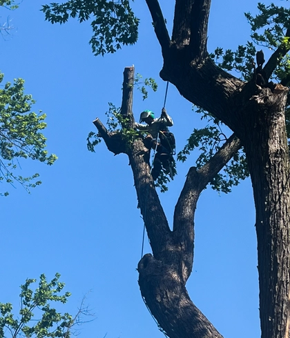 Professional Trimming and Pruning Services in Thurmont, MD