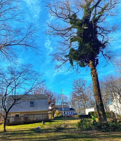 Precision Tree Trimming