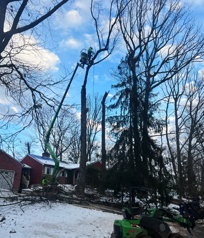 Expert Tree Trimming and Pruning