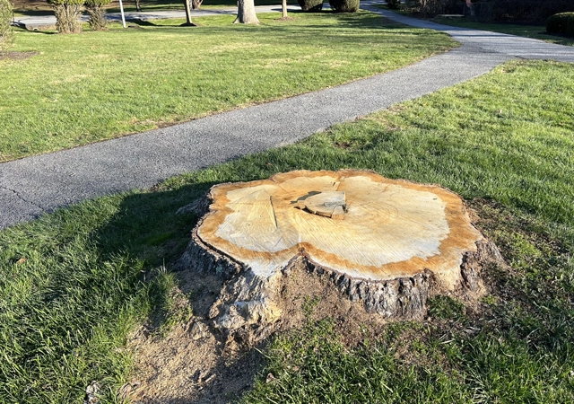 Stump Grinding