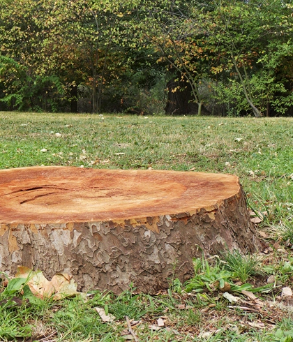 Tree Trimming and Pruning Services in Gettysburg