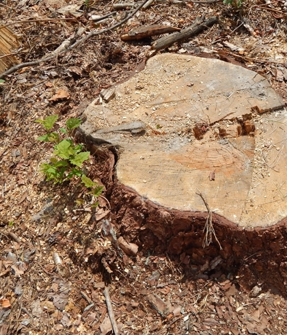 Efficient Stump Grinding