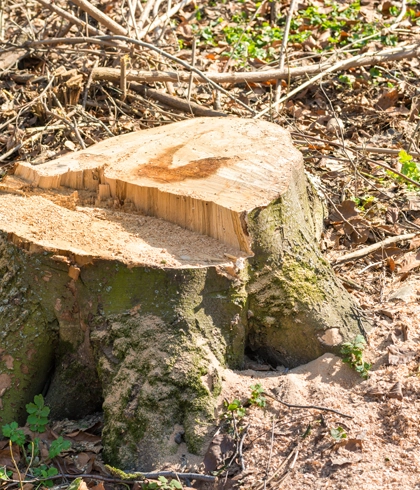 Professional Stump Grinding