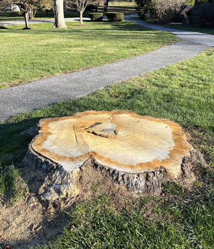 Stump Grinding Services in Germantown, MD