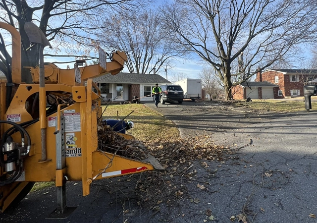 Tree Removal