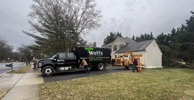 Expert Tree Care Services