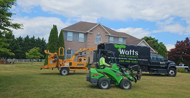 Dedicated Tree Care for Germantown’s Vibrant Neighborhoods
