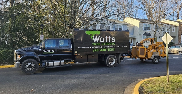 Professional Tree Care