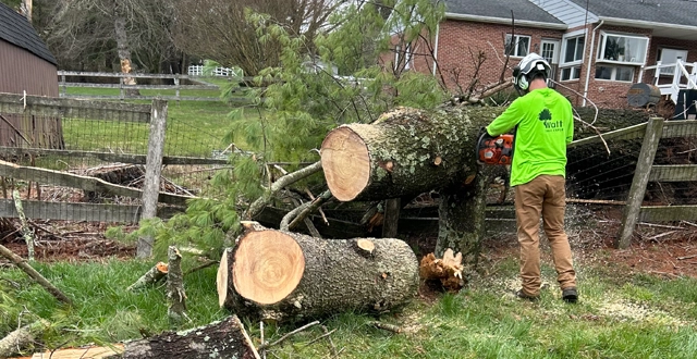 Tree Removal